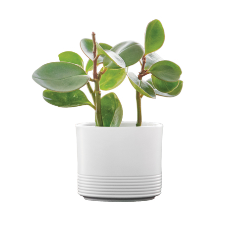 CASPO' URBAN JUNGLE  H14.5 D16.5 BIANCO MATT 4/288