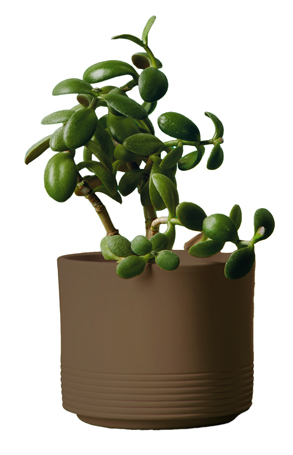 CASPO' URBAN JUNGLE  H17.7 D20.5 MOCHA MOUSSE