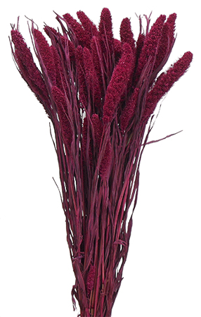 SETARIA COLORATA FUXIA
