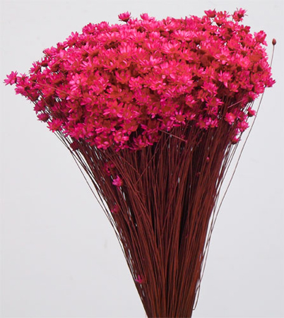 GLIXIA TEMPORONA FUXIA