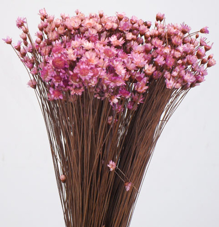 GLIXIA TEMPORONA ROSA