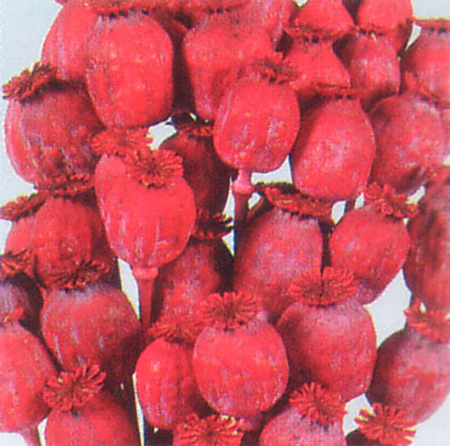 PAPAVERO COLORATO BORDEAUX